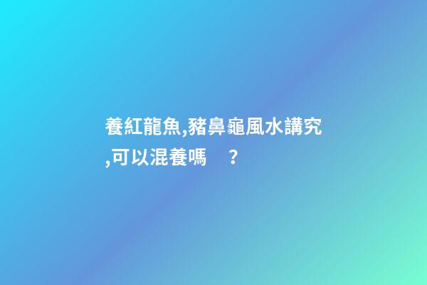 養紅龍魚,豬鼻龜風水講究,可以混養嗎？
